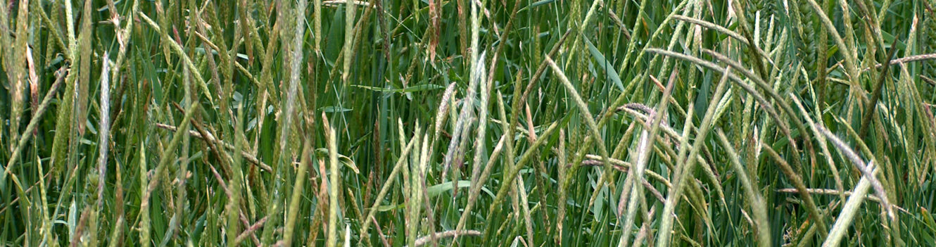 Focus on Core Issues to Control Blackgrass