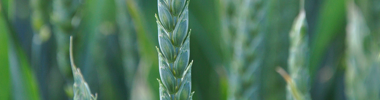 Get autumn establishment right for best yield potential, cereal growers are urged