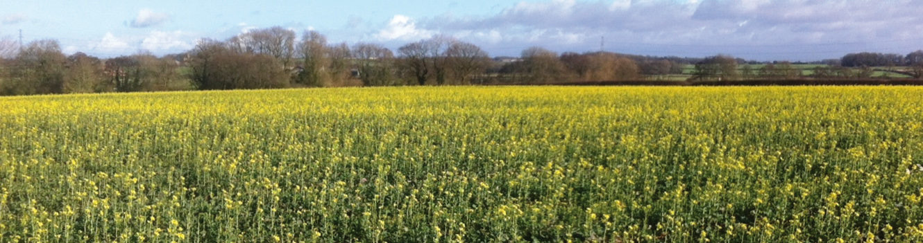 Seedbed moisture the first step to success with oilseed rape
