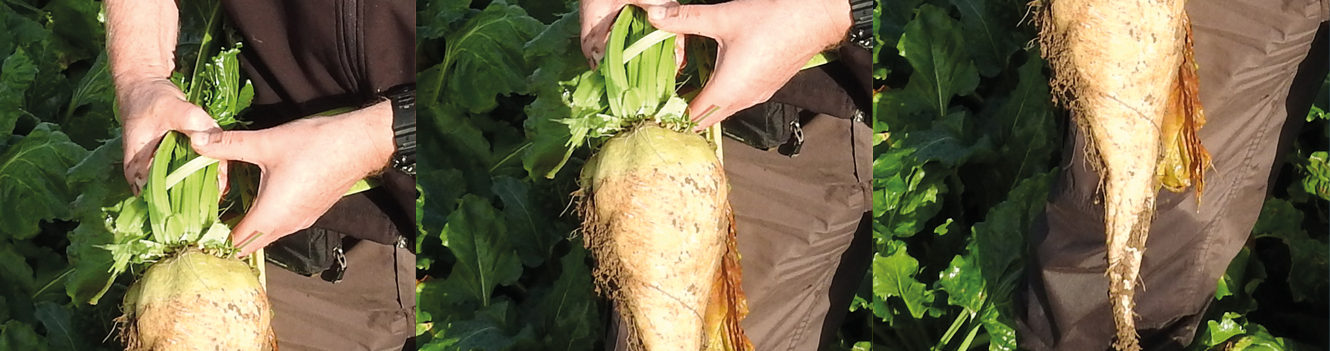 BEET WITH AD POTENTIAL FARES WELL IN UK TRIALS