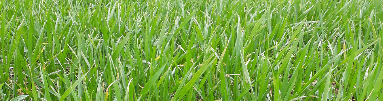 Growers urged to check wheat