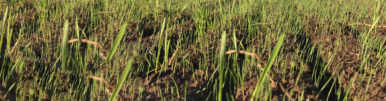 Five-point plan helps get best out of soil-acting blackgrass herbicides