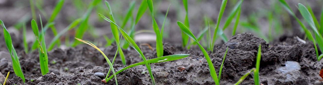 Rescue mission needed for UK’s backward cereal crops