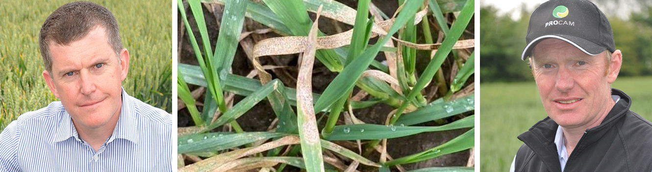 Stay alert to Septoria, wheat growers urged