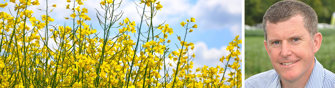 Valuable but variable oilseed rape crops need tailored protection, expert says
