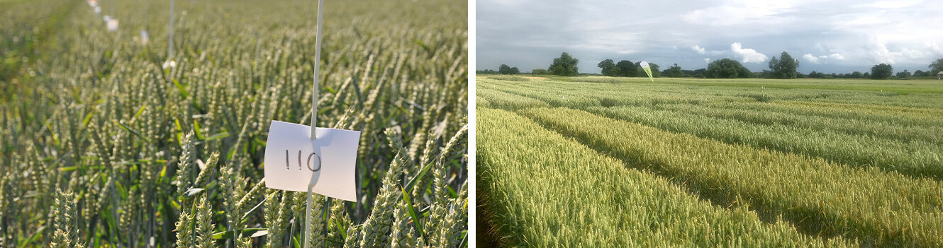 Cereal trial site and crop production open day in Yorkshire