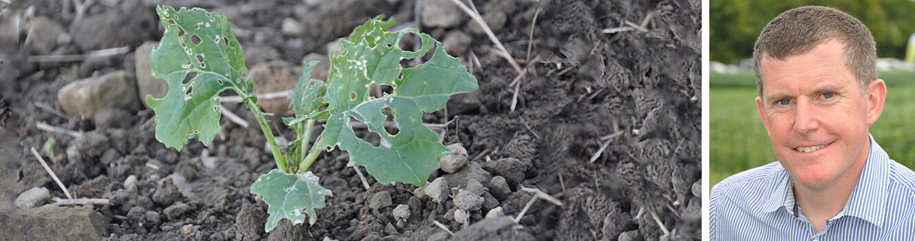 Consider companion cropping to aid OSR establishment and unlock SFI payments