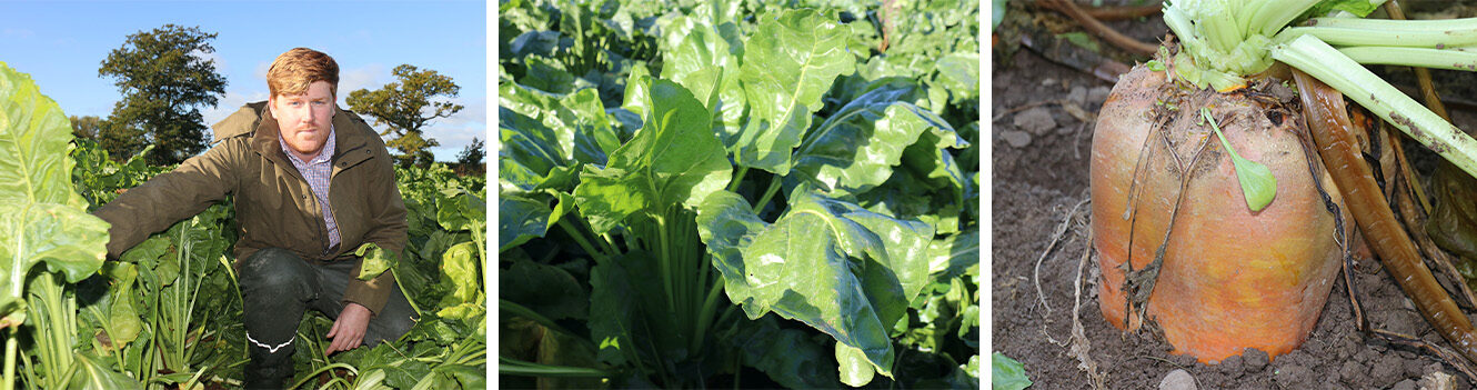 Investment in fodder beet can maximise returns