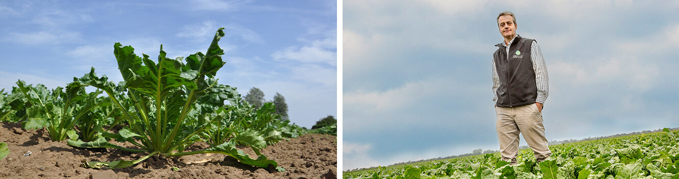 Farm experience underlines role of early foliar nutrition in accelerating sugar beet establishment